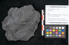 Foto (Objekt + Etikett) von Callipteris sp.  (NHMW-GEO-2024-0188-10920)